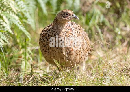 Femelle Common Pheasant, National Trust, Brownsea Island, Dorset, Royaume-Uni Banque D'Images