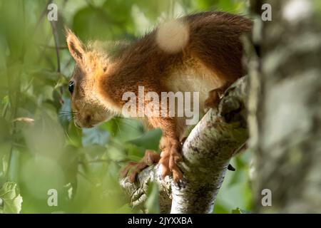 Écureuil roux eurasien, Sciurus vulgaris, National Trust, Île de Brownsea, Dorset, ROYAUME-UNI Banque D'Images