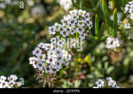 Lobularia maritima (syn. Alyssum maritimum) son nom commun est alyssum doux Banque D'Images