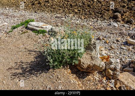 Jacobaea maritima, communément connue sous le nom de ragwort d'argent Banque D'Images