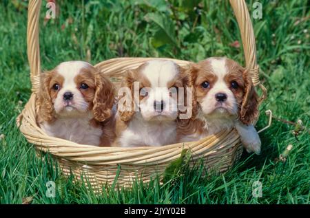 Les chiots du roi Charles Spaniel assis dans le panier Banque D'Images