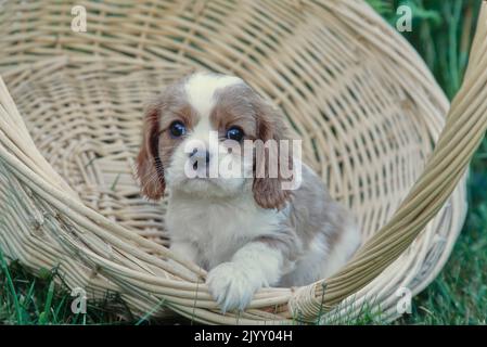 Le chiot du roi Charles dans le panier Banque D'Images