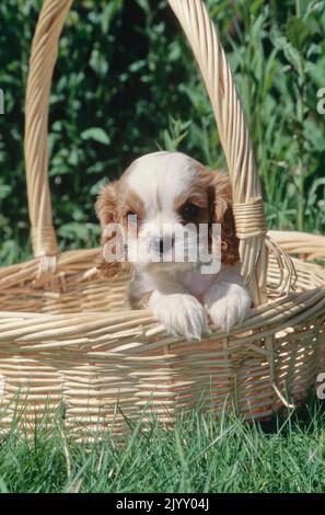 Le chiot du roi Charles dans le panier Banque D'Images