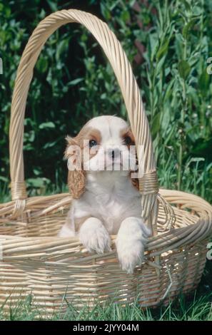 Le chiot du roi Charles dans le panier Banque D'Images