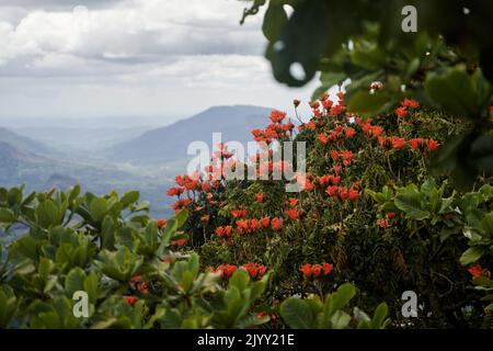 Belles fleurs rouges et montagnes au Sri Lanka Banque D'Images