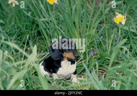 Dachshund en herbe haute Banque D'Images