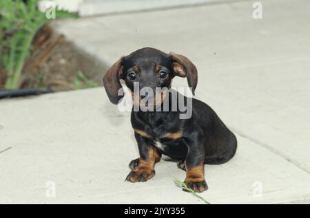 Dachshund chiot dans le jardin Banque D'Images