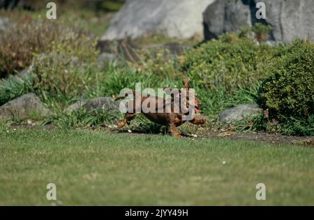 Dachshund en cours d'exécution sur le terrain Banque D'Images