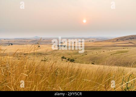 États-Unis, État de Washington, comté de Whitman. Palouse. Coucher de soleil sur les champs de blé dans les collines de Palouse. Banque D'Images