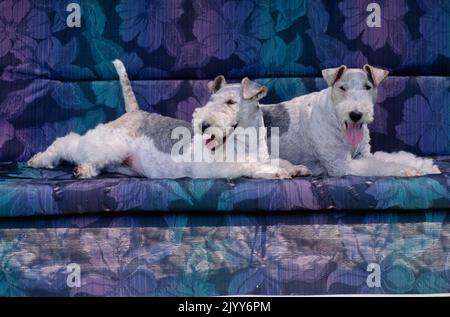 Deux Fox Terriers de fil se posant l'un à côté de l'autre sur un canapé floral bleu et violet Banque D'Images