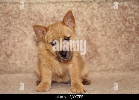 Norwich Terrier chiot assis sur un escalier de tapis beige Banque D'Images