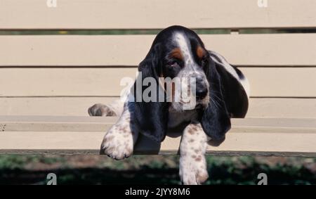 Chien courant de Basset posé sur un banc Banque D'Images