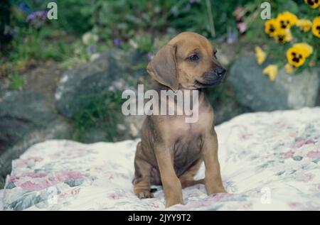 Chiot Rhodésien Ridgeback assis sur une couverture à l'extérieur dans le jardin fleuri Banque D'Images
