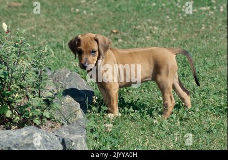 Chiot Rhodésien Ridgeback debout à l'extérieur dans l'herbe près du lit de fleur Banque D'Images