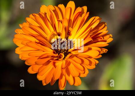 Calendula fleur « Prince Orange » Calendula officinalis, Calendula orange, Pot Marigold gros plan Banque D'Images