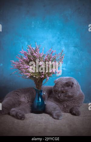 Un chat gris se trouve sur une table près d'un vase avec une bruyère sur fond bleu Banque D'Images