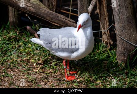 Gros plan d'une mouette du Pacifique (Larus pacificus) à Sydney, Nouvelle-Galles du Sud, Australie (photo de Tara Chand Malhotra) Banque D'Images