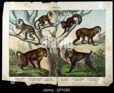 Illustration colorée représentant des singes dans un arbre. Banque D'Images