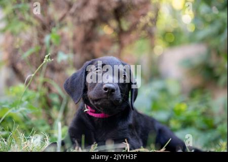 Mignon petit Labrador noir retriever chiot couché dans l'herbe. Banque D'Images