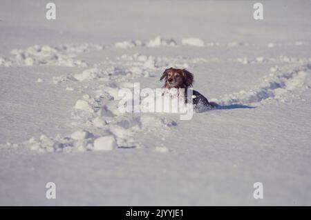 Dachshund en train de courir dans la neige Banque D'Images