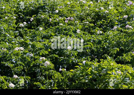Champ de pommes de terre avec des buissons verts de pommes de terre à fleurs, champ agricole avec des pommes de terre en été Banque D'Images