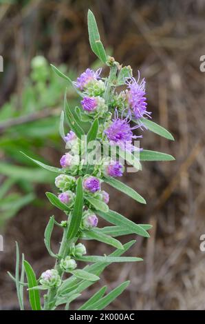 Étoile blazante haute, aspera de Liatris Banque D'Images