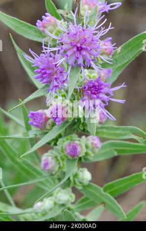 Étoile blazante haute, aspera de Liatris Banque D'Images