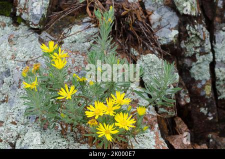 Fausse feuille de Goldenaster, Heterotheca stenophylla, croissant parmi les roches couvertes de lichen, Acarospora contigua (jaune), Xanthoparmelia sp. (gris) Banque D'Images