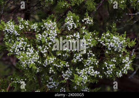 Cèdre rouge de l'est, Juniperus virginiana, fruit Banque D'Images