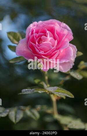 Rose arbuste « Martin Frobisher », Ros (Rosa) Banque D'Images