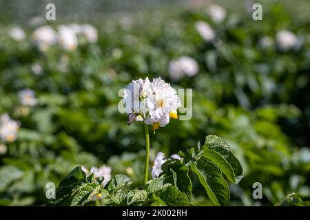Champ de pommes de terre avec des buissons verts de pommes de terre à fleurs, champ agricole avec des pommes de terre en été Banque D'Images