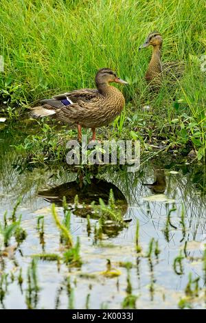 Une paire de canards colverts femelles 'Anas platyrhynchos', reposant dans la grande herbe de marais au bord d'un étang calme d'eau. Banque D'Images