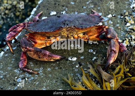 Crabe rouge 'cancer productus', haut sur une plage rocheuse de l'île de Vancouver Colombie-Britannique Canada Banque D'Images