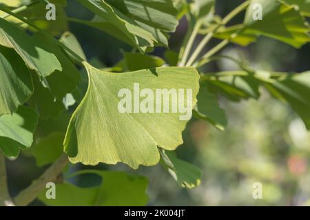 feuille de ginkgo biloba sur l'arbre avec lumière du soleil en été à l'extérieur Banque D'Images