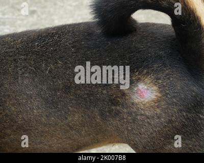 Blessure sur la hanche d'un chien noir et brun, lésion d'acarien de rage ou de la gale canine chez l'animal de compagnie au niveau de la peau Banque D'Images