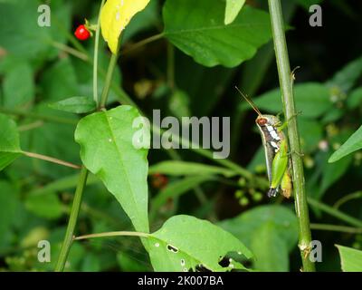 Sauterelle sur la feuille d'arbre avec fond vert naturel, motif noir et vert des insectes nuisibles dans les régions tropicales Banque D'Images