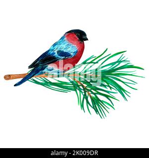 branche d'épinette verte et bullfinch sur fond blanc isolé. Symbole mignon Banque D'Images