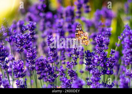 Papillon orange (Vanessa Cardui) et abeille sur la fleur de lavande. Fleur aromathique pourpre avec insectes animaux. Temps d'été, couleurs vives. EcoLog Banque D'Images