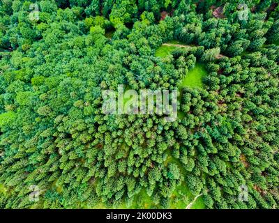 Vue aérienne de haut en bas de la forêt, des arbres et des chemins touristiques dans le parc national de Slovaquie Mala Fatra. Couleurs vives, nature fraîche et belle forêt. Banque D'Images