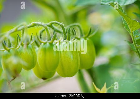 Les tomates cerises poussent dans le jardin. Les tomates cerises commencent à mûrir sur la brousse. Banque D'Images