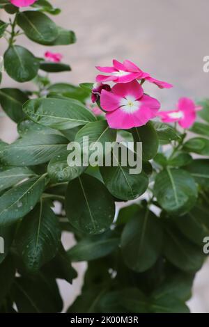 Branches Rose fleur Vinca Alchetron Banque D'Images