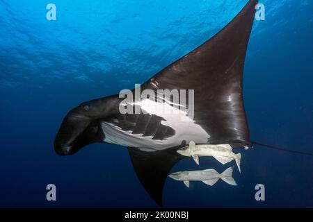 Manta océanique (mobula birostris) natation dans le bleu avec deux remoras océaniques Banque D'Images