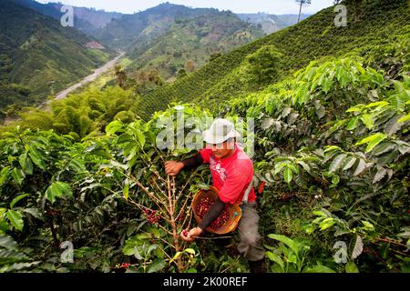 Colombie, ferme de café Venecia près de Manizales. Les cueilleurs au travail dans la plantation récoltant les grains de café mûrs rouges des branches du boisseau de café Banque D'Images
