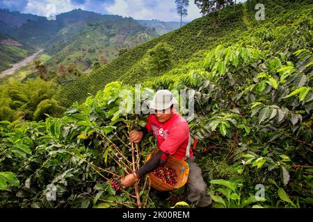 Colombie, ferme de café Venecia près de Manizales. Les cueilleurs au travail dans la plantation récoltant les grains de café mûrs rouges des branches du boisseau de café Banque D'Images
