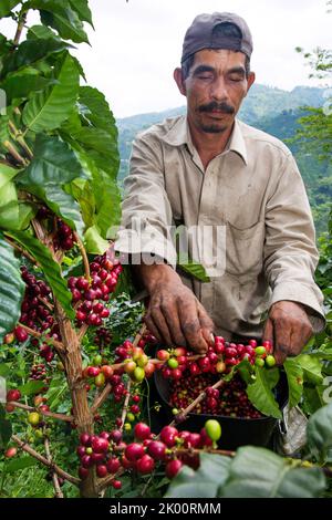 Colombie, ferme de café Venecia près de Manizales. Les cueilleurs au travail dans la plantation récoltant les grains de café mûrs rouges des branches du boisseau de café Banque D'Images