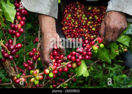 Colombie, ferme de café Venecia près de Manizales. Les cueilleurs au travail dans la plantation récoltant les grains de café mûrs rouges des branches du boisseau de café Banque D'Images