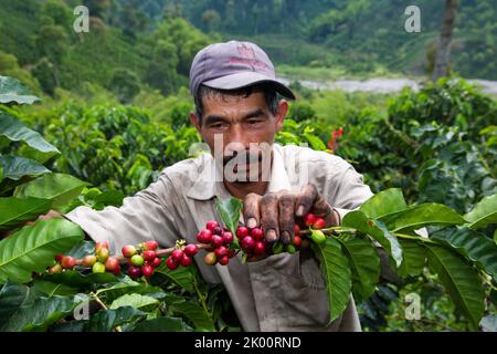 Colombie, ferme de café Venecia près de Manizales. Les cueilleurs au travail dans la plantation récoltant les grains de café mûrs rouges des branches du boisseau de café Banque D'Images