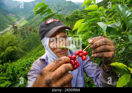 Colombie, ferme de café Venecia près de Manizales. Les cueilleurs au travail dans la plantation récoltant les grains de café mûrs rouges des branches du boisseau de café Banque D'Images