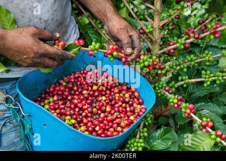 Colombie, ferme de café Venecia près de Manizales. Les cueilleurs au travail dans la plantation récoltant les grains de café mûrs rouges des branches du boisseau de café Banque D'Images