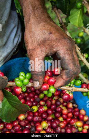 Colombie, ferme de café Venecia près de Manizales. Les cueilleurs au travail dans la plantation récoltant les grains de café mûrs rouges des branches du boisseau de café Banque D'Images
